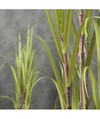 Plante artificielle en pot Jule Canne à Sucre Vert, H180 cm français